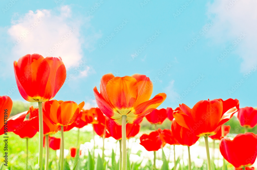 Red tulips on flower bed against blue sky. Red tulips planted in garden. Red tulips on flower bed against blue sky. Red tulips planted in garden.