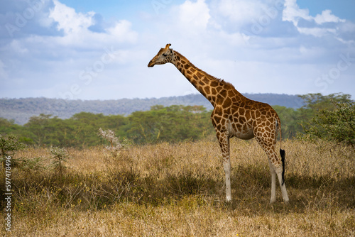 Wildlife in Nakuru National Park, Kenya