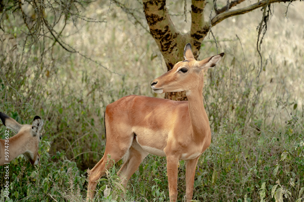 Wildlife in Nakuru National Park, Kenya Wildlife in Nakuru National Park, Kenya