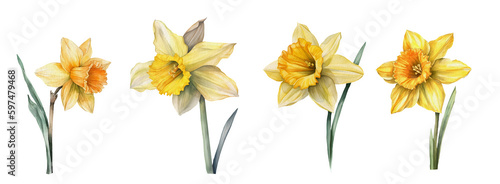 Canvas Print Watercolor yellow daffodil flower.