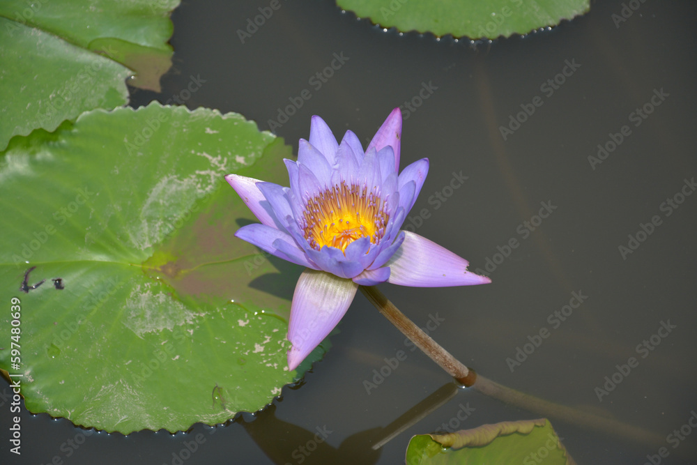 purple lotus blossoms in the pond in sunny afternoon purple lotus blossoms in the pond in sunny afternoon