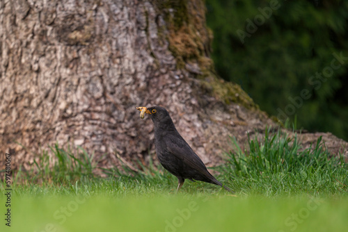 a blackbird  turdus merula  with worm in your beak on the green lawn at a sunny spring day