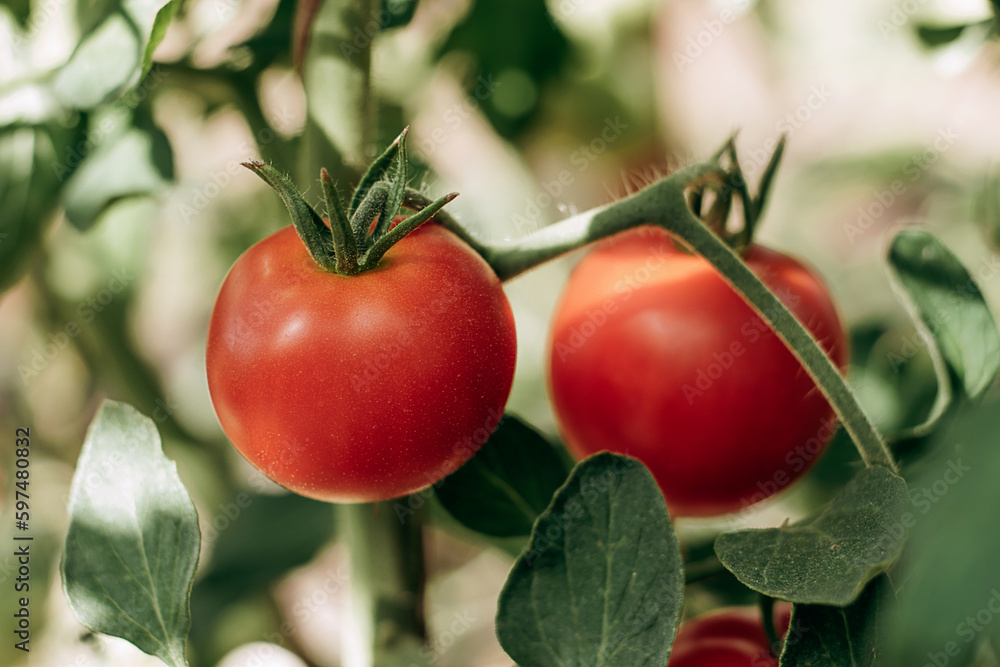 Close-up of red ripe tomatoes on a bush.Summer,harvest,eco-friendly,healthy eating concept. Close-up of red ripe tomatoes on a bush.Summer,harvest,eco-friendly,healthy eating concept.
