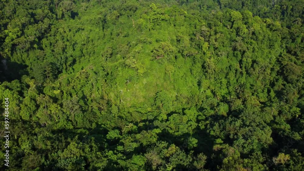 From a top view, tropical forests look like a vast refreshing sea of green, with a complexity of tree layers and stunning natural beauty.