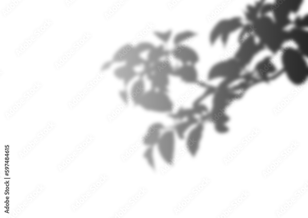 Naklejka premium Tree Branch Leaves And Silhouette Against Transparent Photography Plant Monstera Shadows Transparent PNG