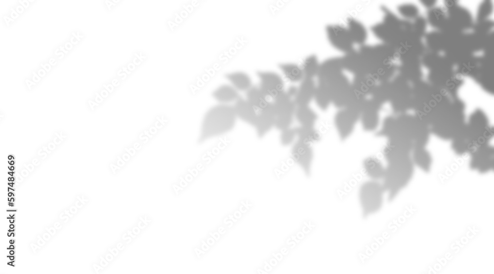 Nature's Beauty: Tree With Leaves And Branch Shadow On Transparent Background, With Additional Trees And Branches In The Background And Ground Shadow Plant Monstera Shadows Transparent PNG  