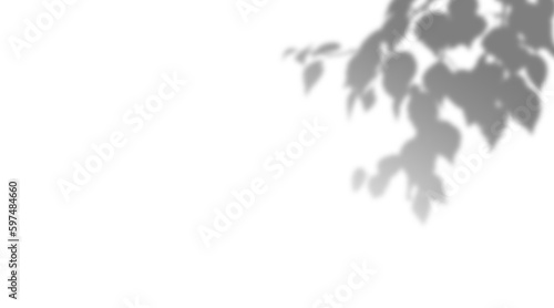 Tree Branch With Leaves In Shadow On Transparent Background - Silhouette Black And Transparent Image Of Nature With Transparent Sky In Background Plant Monstera Shadows Transparent PNG 
