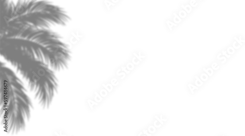 Tropical Vibes  Silhouette Palm Tree Images On Transparent And Black Backgrounds With Border And Foreground  Perfect For Stock Photos Plant Monstera Shadows Transparent PNG  
