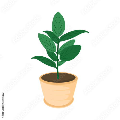 Leaf plant in potted. Houseplant growing in planter isolated on white background. Indoor plant ficus in flowerpot, Decorations for home and office. Flat vector illustration