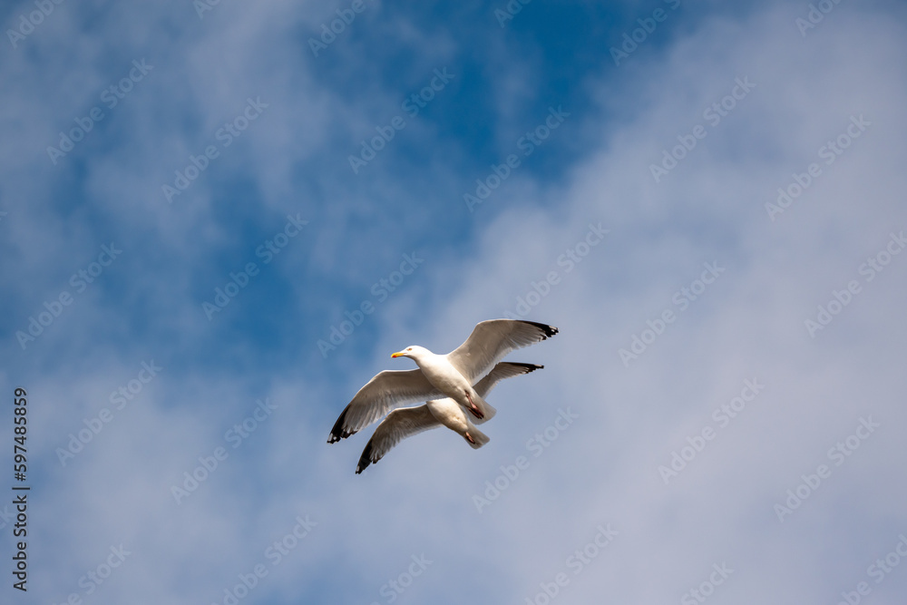 Two Herring gulls in flight. Good composition and symmetry. Seagulls against a blue and slightly cloudy sky. Two Herring gulls in flight. Good composition and symmetry. Seagulls against a blue and slightly cloudy sky.
