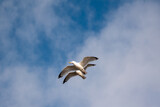 Two Herring gulls in flight. Good composition and symmetry. Seagulls against a blue and slightly cloudy sky.