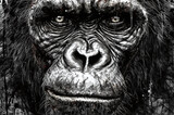Gorilla face close-up paint-style illustration