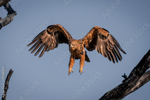 Tawny eagle flies past branches in sunshine