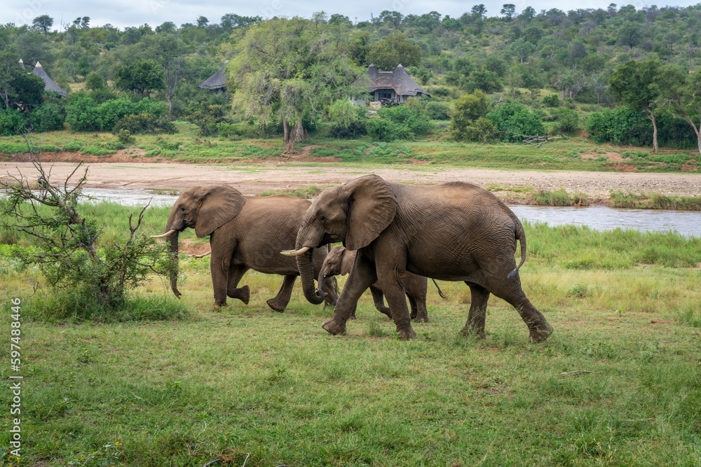 African Elephants in the Kruger National Park, Limpopo, South Africa, Balule African Elephants in the Kruger National Park, Limpopo, South Africa, Balule