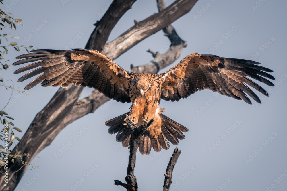 Fototapeta premium Tawny eagle lands on tree in sunshine