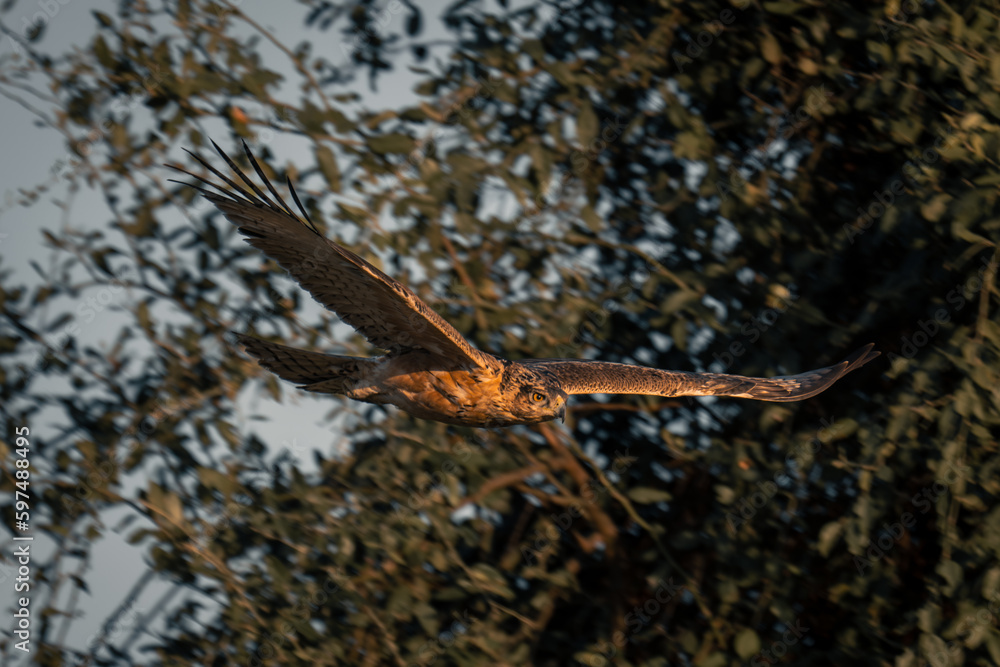 Tawny eagle glides past trees with catchlight Tawny eagle glides past trees with catchlight