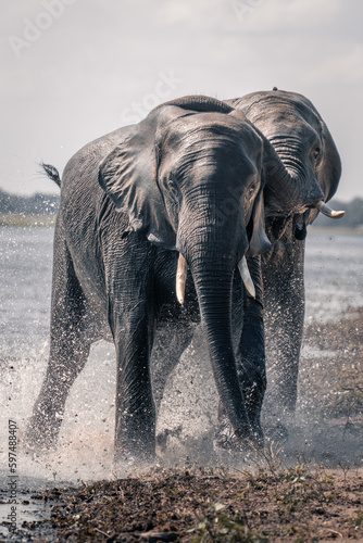 Two African elephants splashing through shallow water