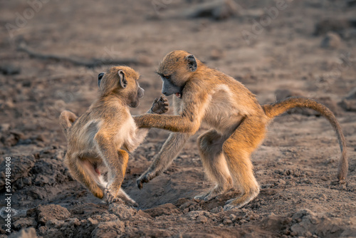 Two Chacma baboons play fight by waterhole