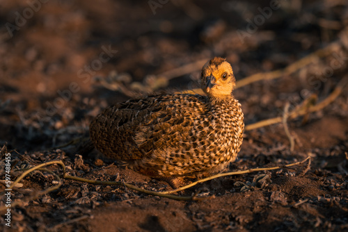 Canvas Print Swainson spurfowl chick with catchlight watches camera