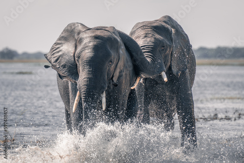 Two African elephants splash through shallow river