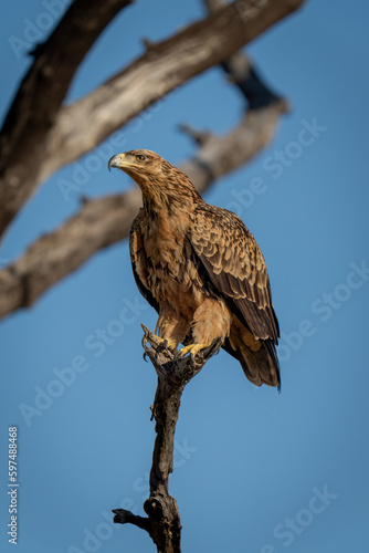 Tawny eagle on dead branch in sun