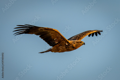 Tawny eagle gliding in perfect blue sky