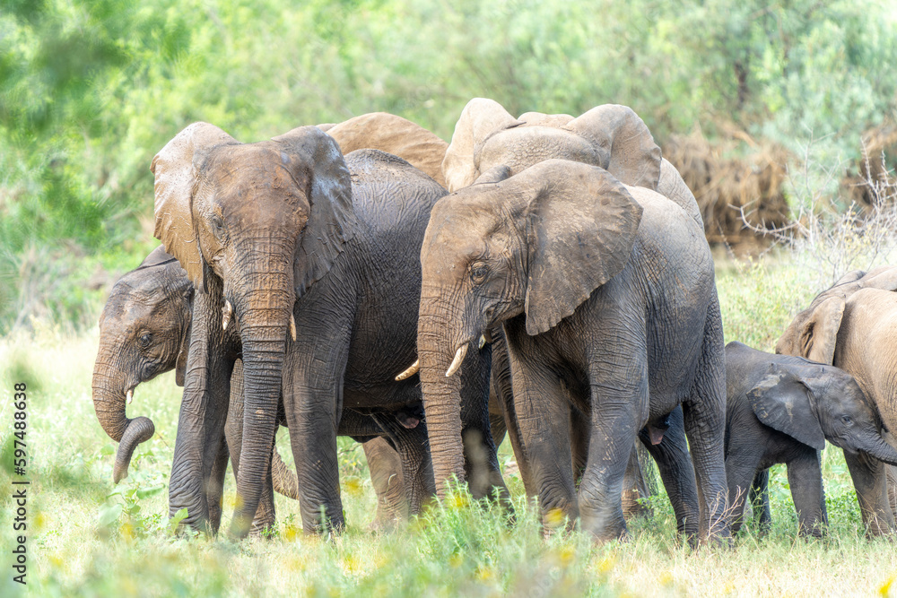 African Elephants in the Kruger National Park, Limpopo, South Africa, Balule  