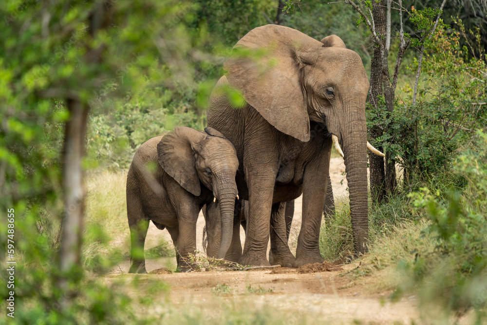 African Elephants in the Kruger National Park, Limpopo, South Africa, Balule  