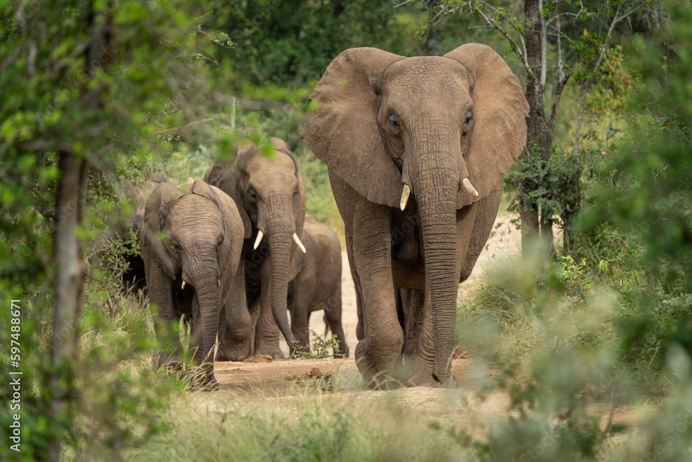 African Elephants in the Kruger National Park, Limpopo, South Africa, Balule  