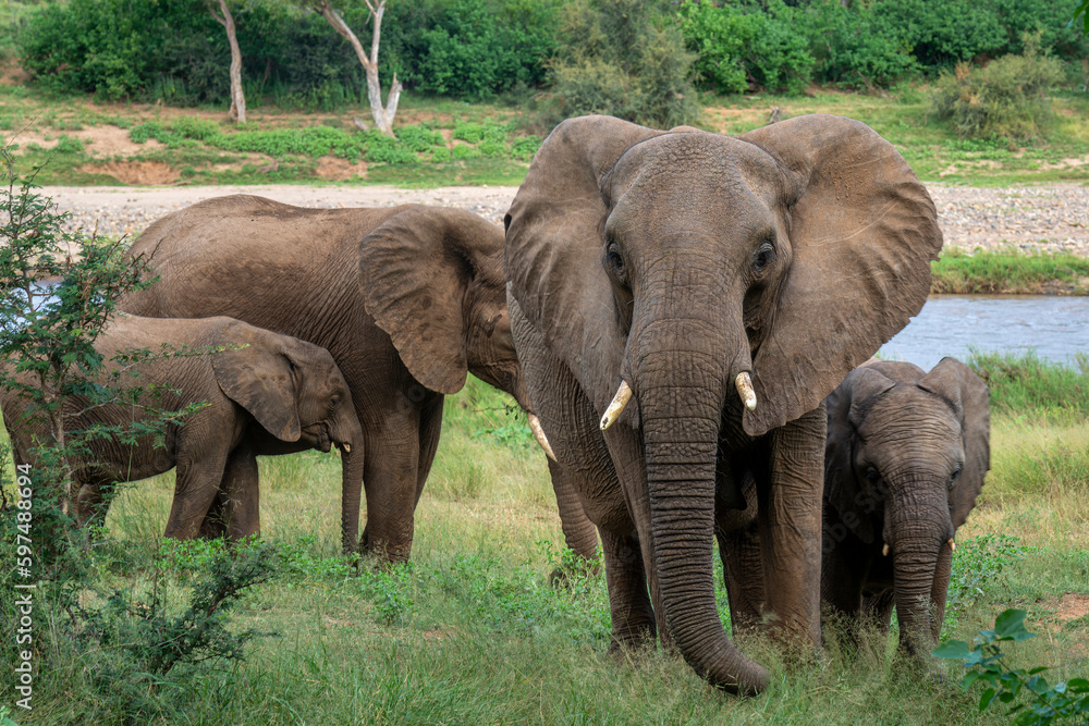 African Elephants in the Kruger National Park, Limpopo, South Africa, Balule African Elephants in the Kruger National Park, Limpopo, South Africa, Balule