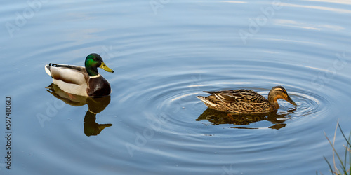 Kaczki samiec i samica pływające po jeziorze