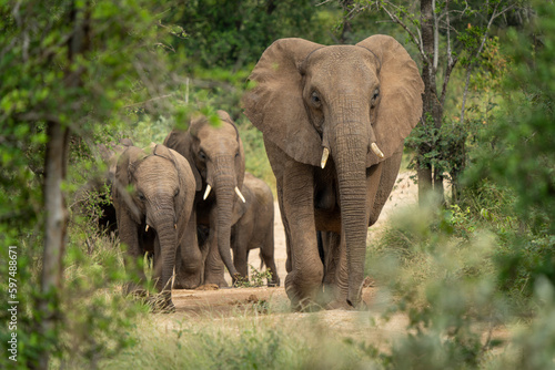 African Elephants in the Kruger National Park, Limpopo, South Africa, Balule 