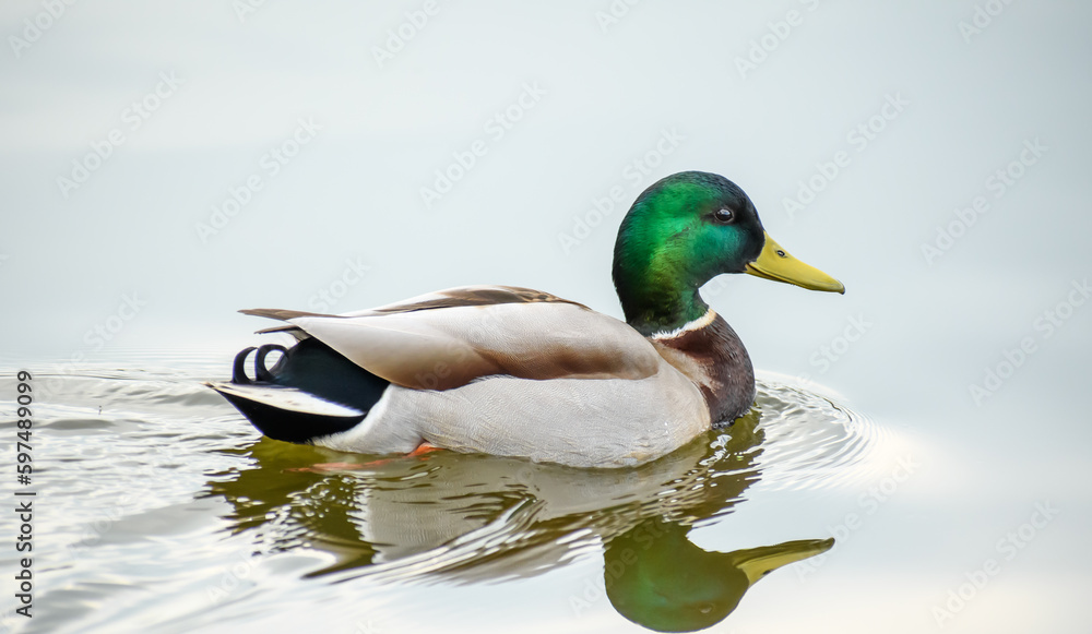 Obraz premium duck in the snow