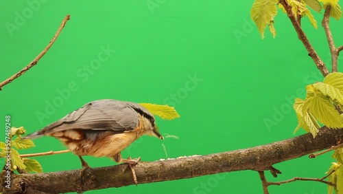 Wood Nuthatch (Sitta europaea) pecks on a twig - green box