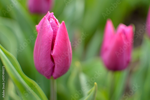colorful blooming tulips in the garden