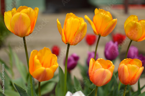 colorful blooming tulips in the garden