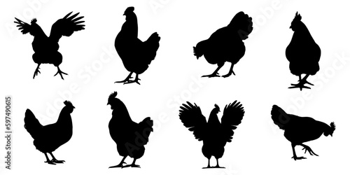 set of silhouettes of hens in various poses on isolated background
