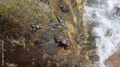 The red rock crab  grapsus grapsus  in Camara de Lobos in Madeira