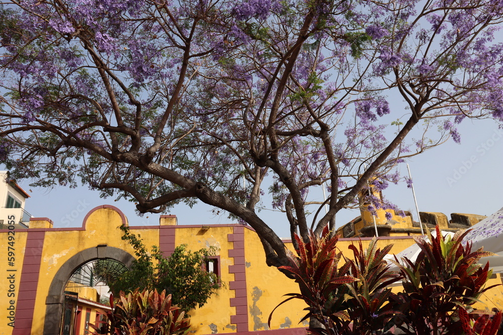 Flowering jacaranda tree (Jacaranda Mimosifolia) in Funchal StockFoto