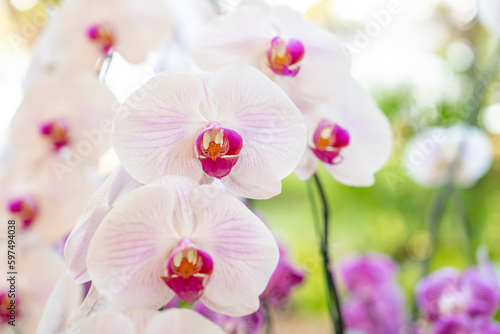 The White orchids  Dendrobium  in full bloom  in soft color and soft blurred style in the garden.