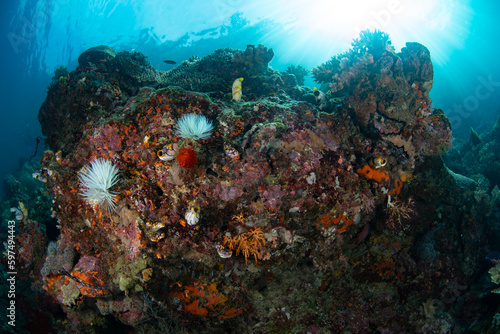 Colorful invertebrates cover the underside of corals on a reef in West Papua, Indonesia. This tropical region harbors spectacular marine biodiversity and is part of the Coral Triangle.