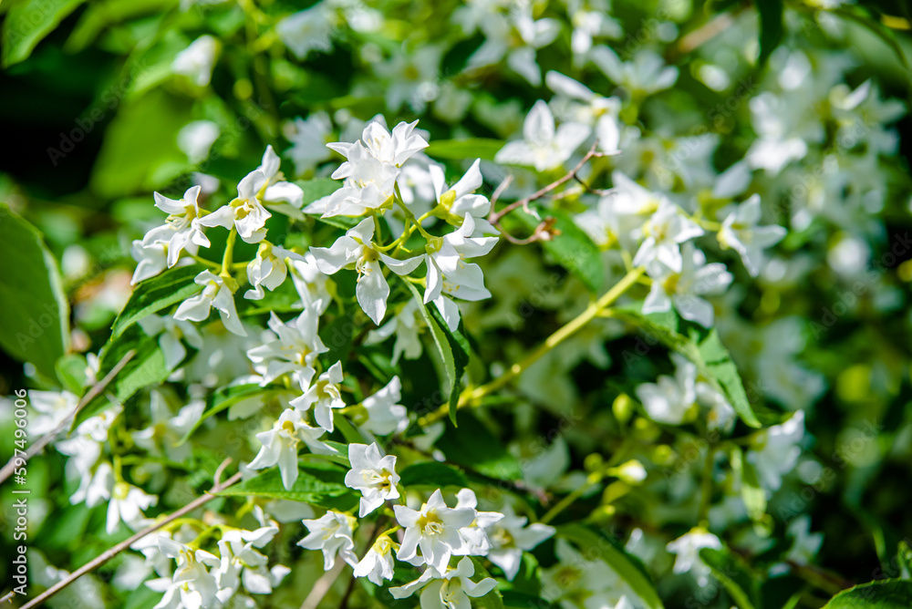Jasmine blossom branch in the garden in spring
Jasmine blossom branch in the garden in spring