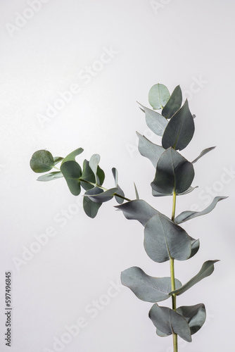 Eucalyptus leaves on white background. Flora wallpaper background.