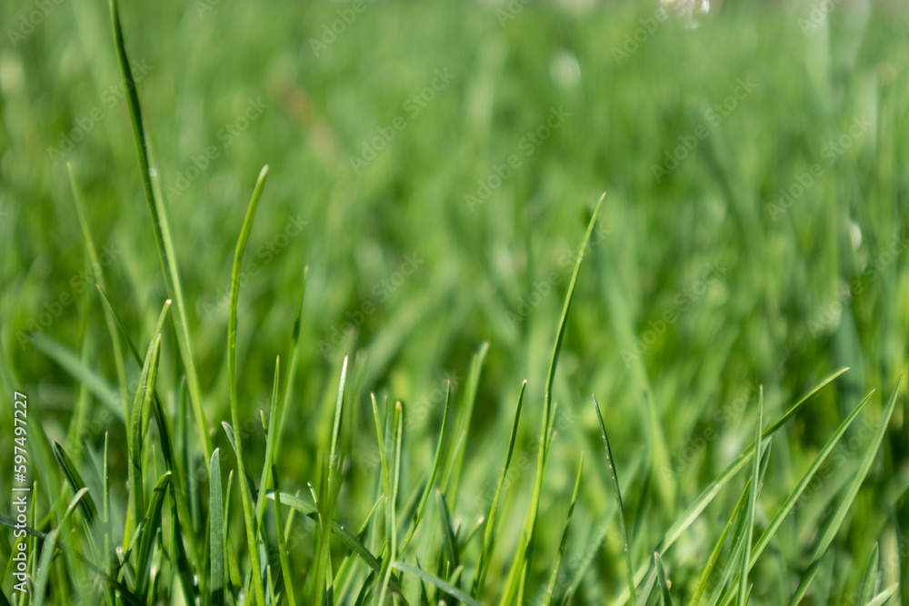 Green grass blades close-up details on blurred background. Natural fresh greenery shining background. Vibrant spring pattern Green grass blades close-up details on blurred background. Natural fresh greenery shining background. Vibrant spring pattern