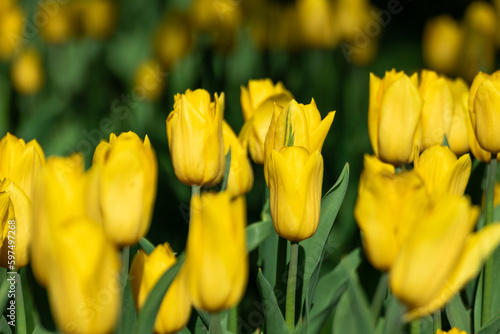 Yellow tulips flowerbed with leaves greenery, flowers close-up with blurred green background, spring blossom