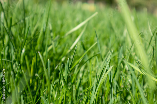 Green grass close-up details view on blurred background. Natural fresh weed shining lawn background. Vibrant spring pattern