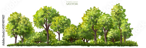 Vector watercolor of tree side view isolated on white background for landscape and architecture drawing  elements for environment and garden  painting botanical for section 