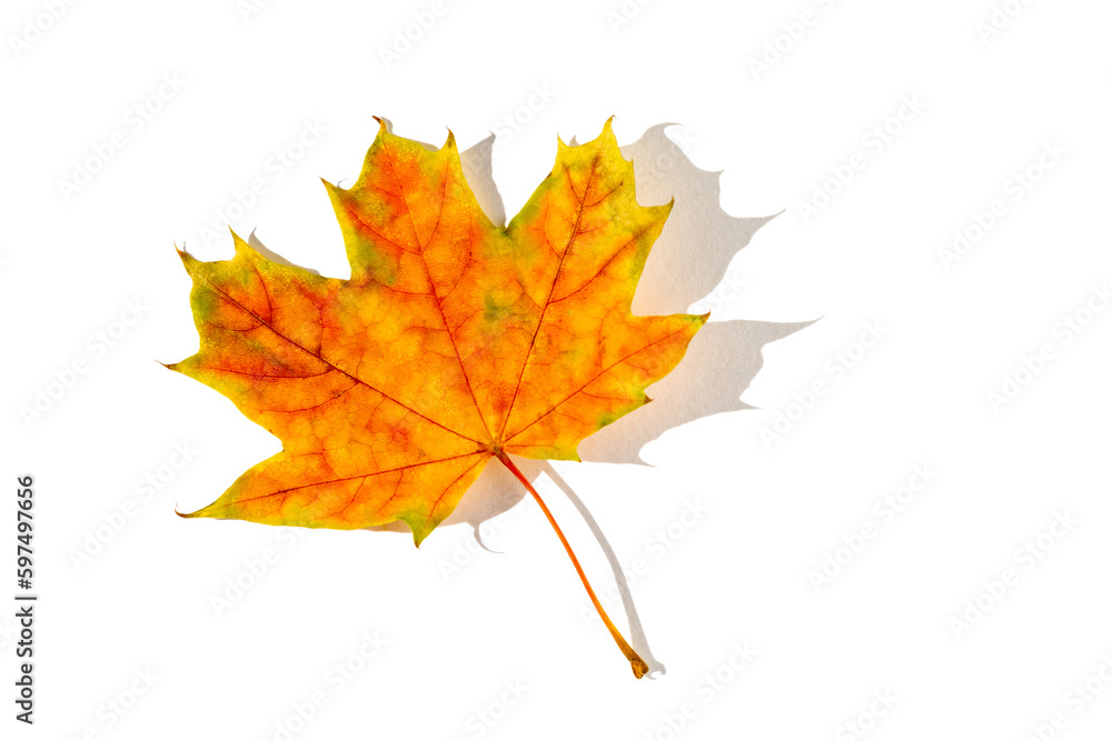 colorful autumn maple leaf with hard light isolated on white background colorful autumn maple leaf with hard light isolated on white background