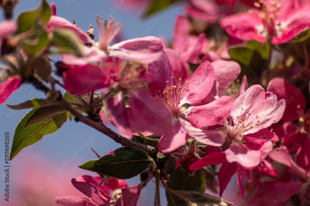 Obraz premium Pink apple tree blossom close-up, flowers in spring garden with blurred blue sky background 