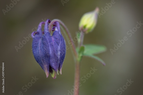 Wunderschöne Blüte im Frühling